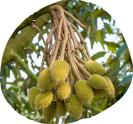 HÓA NÔNG ĐỒNG TÂM 