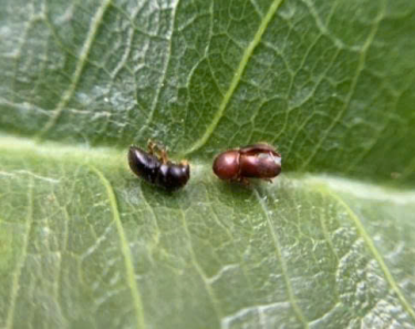 QUẢN LÝ MỌT ĐỤC CÀNH TRÊN CÂY SẦU RIÊNG
