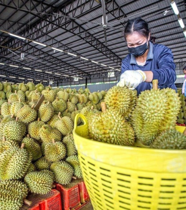 Thị trường sầu riêng năm 2025 - Những thách thức và cơ hội