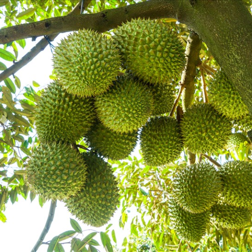 HÓA NÔNG ĐỒNG TÂM 